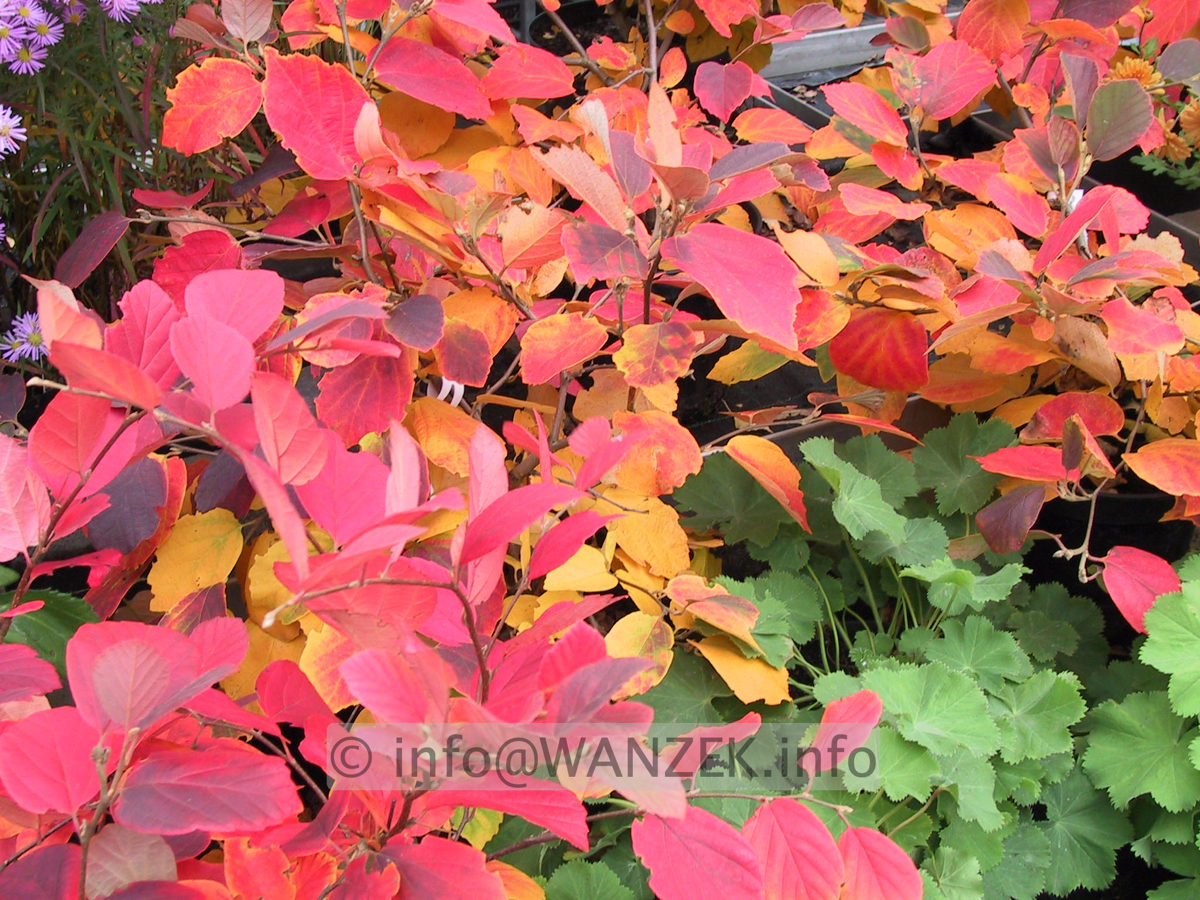 Fothergilla gardenii - Herbst2.JPG